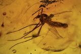 Three Fossil Flies (Diptera) In Baltic Amber #120642-2